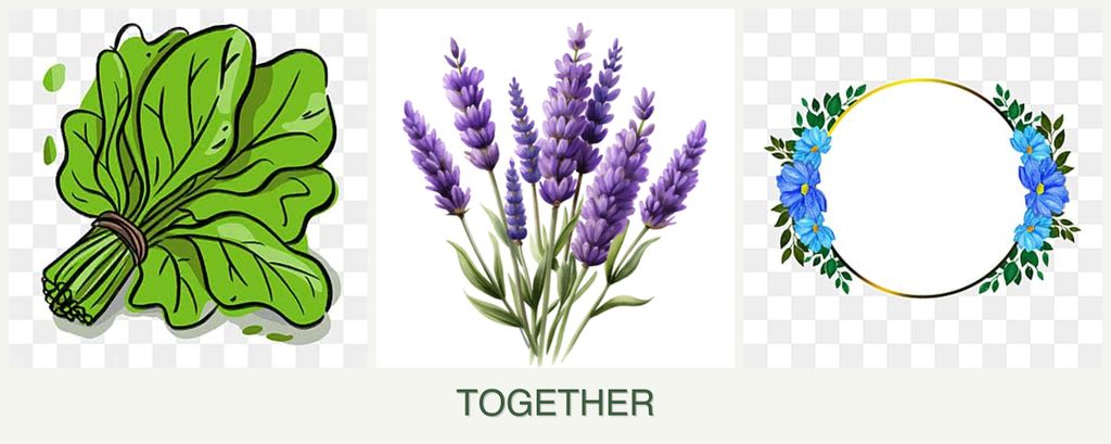 Can you plant spinach, lavender and zinnias together?