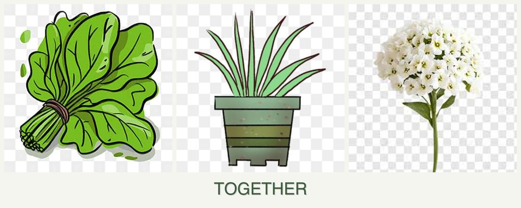Can you plant spinach, lemongrass and alyssum together?