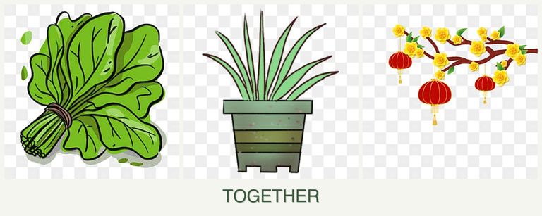 Can you plant spinach, lemongrass and apricots together?