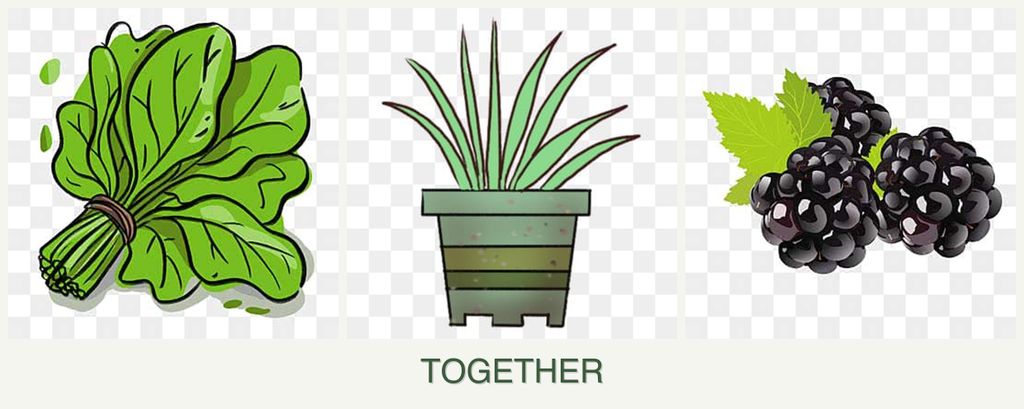 Can you plant spinach, lemongrass and blackberries together?