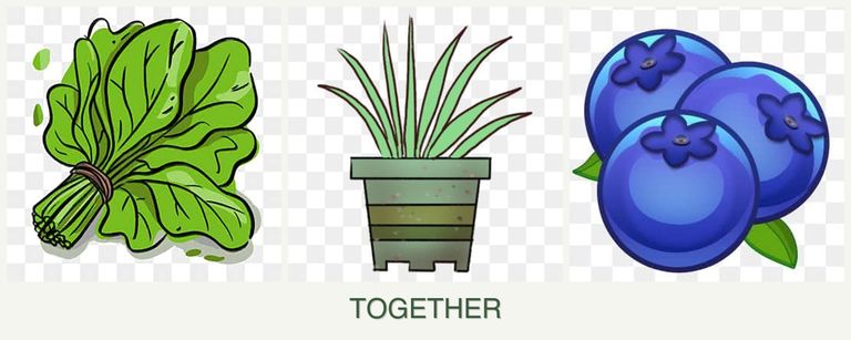Can you plant spinach, lemongrass and blueberries together?