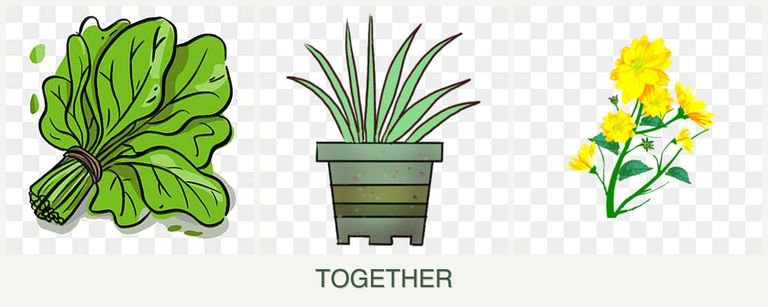 Can you plant spinach, lemongrass and calendula together?