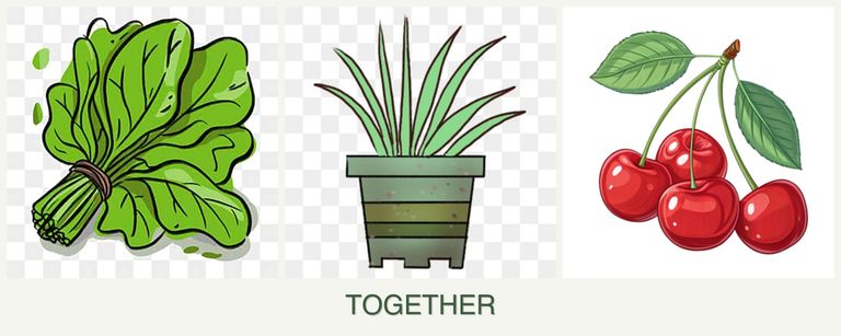 Can you plant spinach, lemongrass and cherries together?