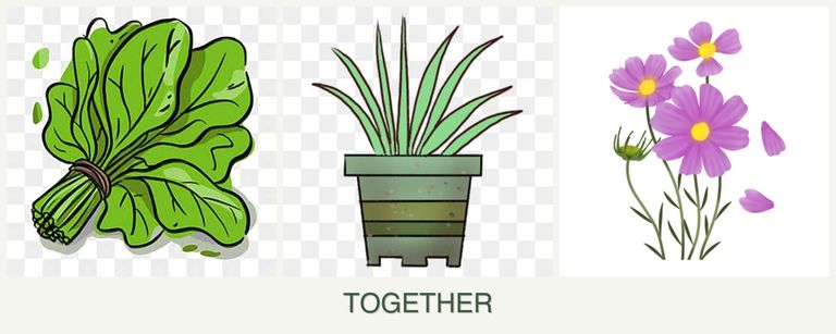Can you plant spinach, lemongrass and cosmos together?