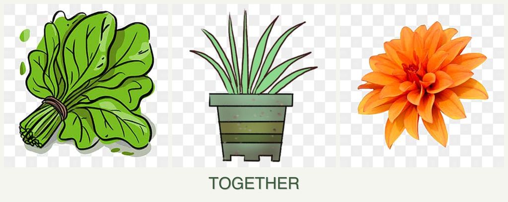 Can you plant spinach, lemongrass and dahlias together?