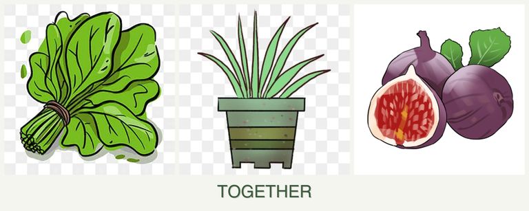 Can you plant spinach, lemongrass and figs together?