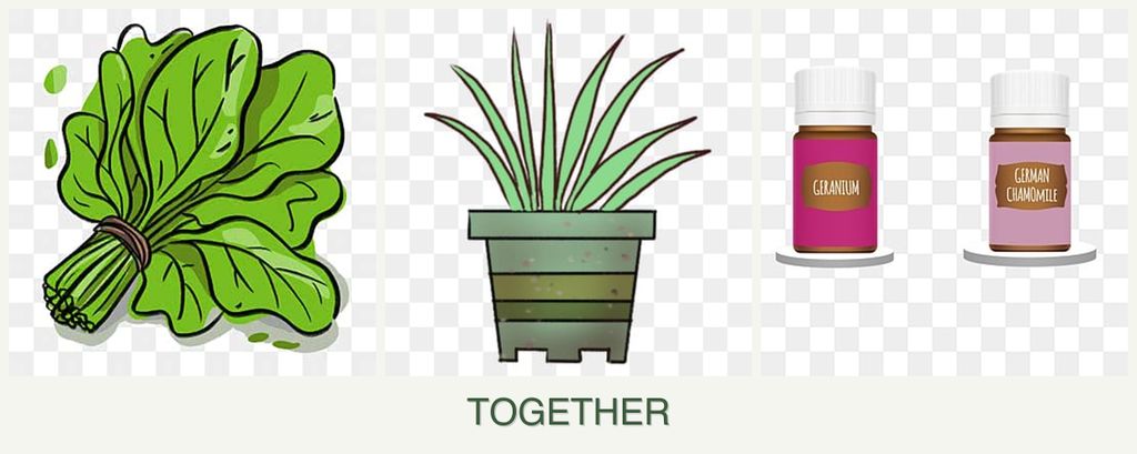 Can you plant spinach, lemongrass and geraniums together?
