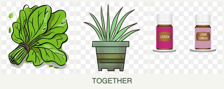 Can you plant spinach, lemongrass and geraniums together?