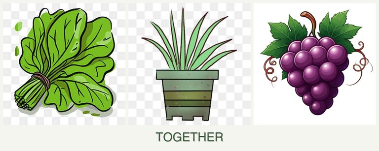 Can you plant spinach, lemongrass and grapes together?