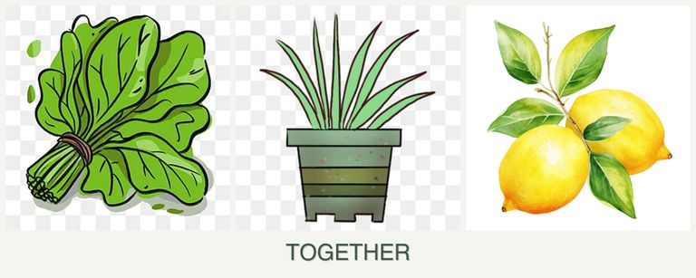 Can you plant spinach, lemongrass and lemons together?