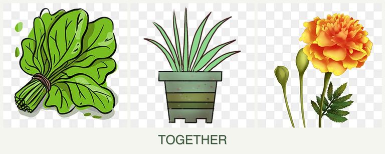 Can you plant spinach, lemongrass and marigolds together?