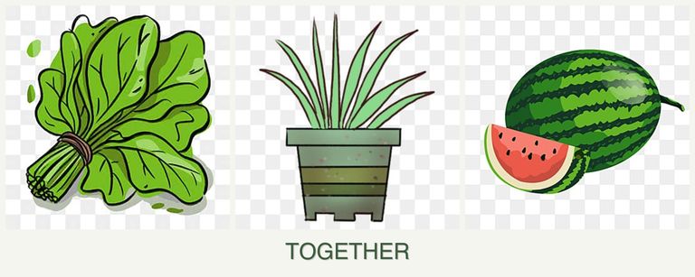 Can you plant spinach, lemongrass and melons together?