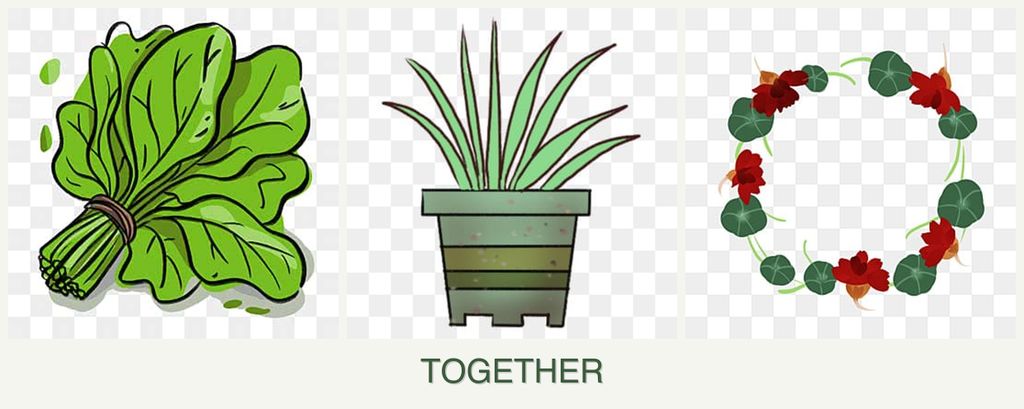 Can you plant spinach, lemongrass and nasturtiums together?