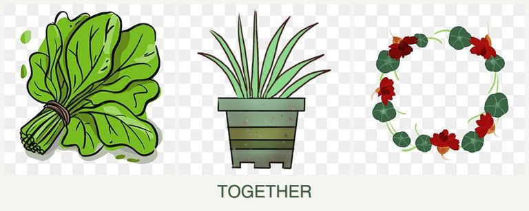 Can you plant spinach, lemongrass and nasturtiums together?