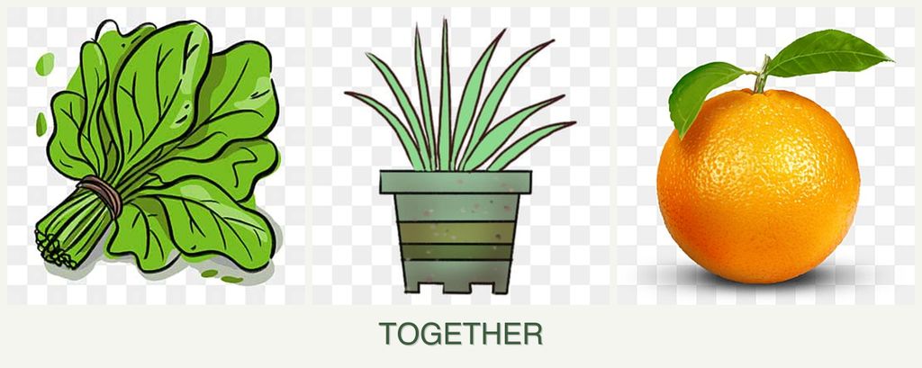 Can you plant spinach, lemongrass and oranges together?