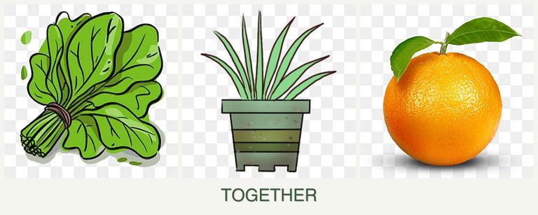 Can you plant spinach, lemongrass and oranges together?