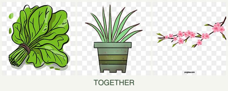 Can you plant spinach, lemongrass and peaches together?