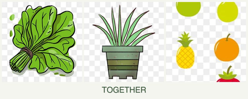 Can you plant spinach, lemongrass and pears together?