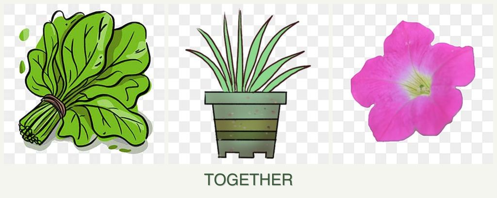 Can you plant spinach, lemongrass and petunias together?