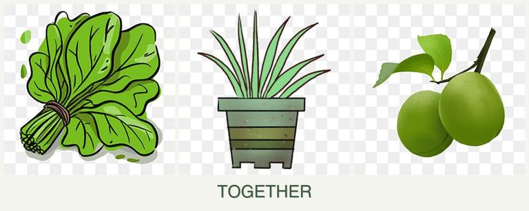 Can you plant spinach, lemongrass and plums together?