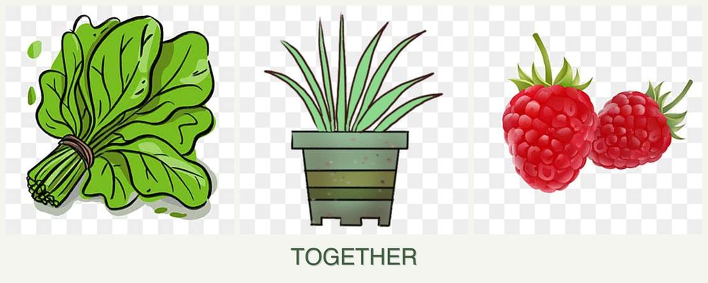 Can you plant spinach, lemongrass and raspberries together?