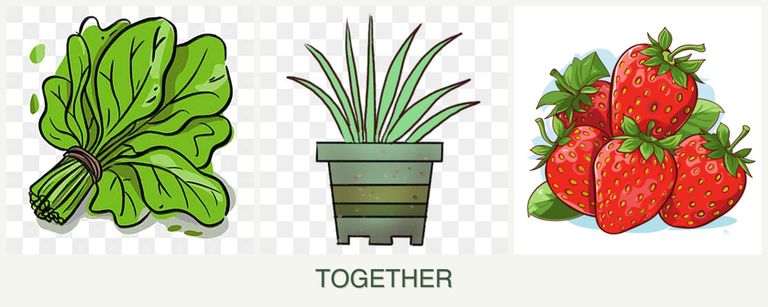 Can you plant spinach, lemongrass and strawberries together?