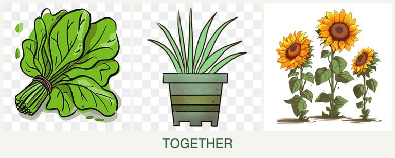 Can you plant spinach, lemongrass and sunflowers together?