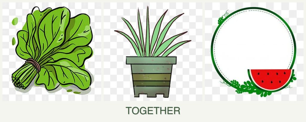 Can you plant spinach, lemongrass and watermelons together?