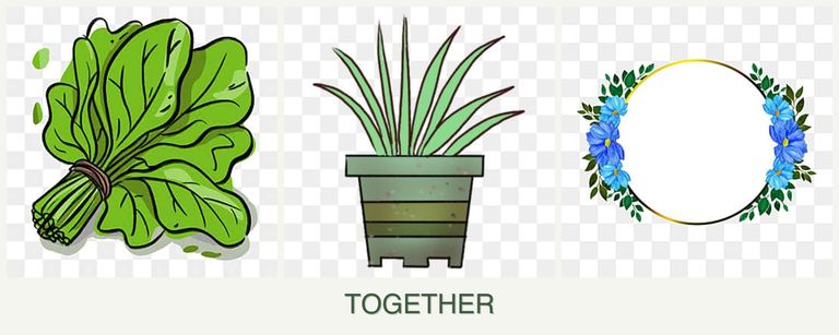 Can you plant spinach, lemongrass and zinnias together?