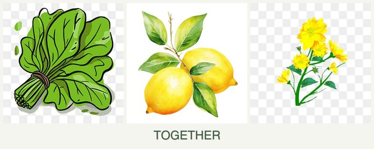 Can you plant spinach, lemons and calendula together?