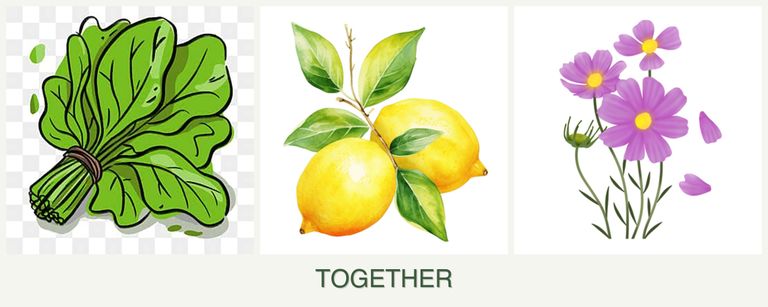 Can you plant spinach, lemons and cosmos together?