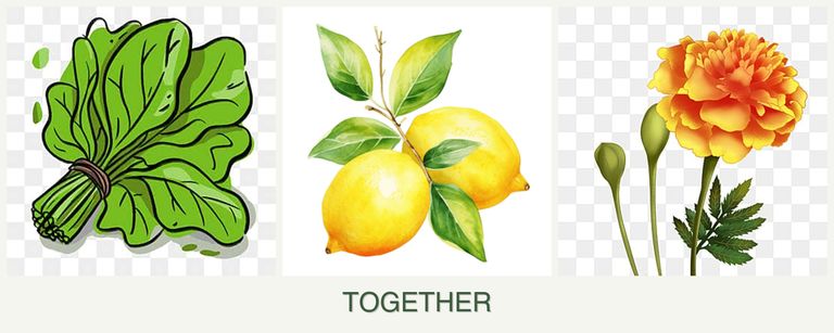 Can you plant spinach, lemons and marigolds together?