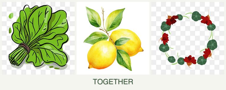 Can you plant spinach, lemons and nasturtiums together?