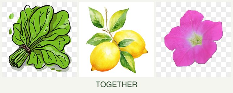 Can you plant spinach, lemons and petunias together?