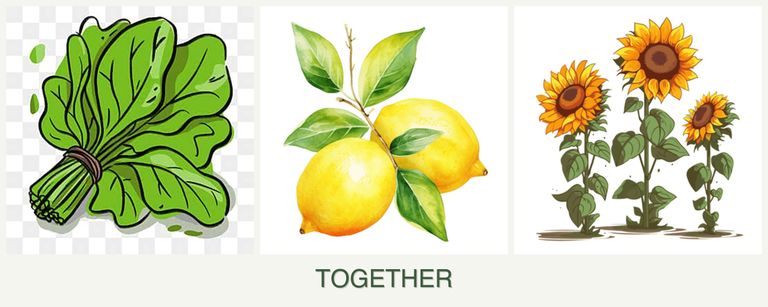 Can you plant spinach, lemons and sunflowers together?