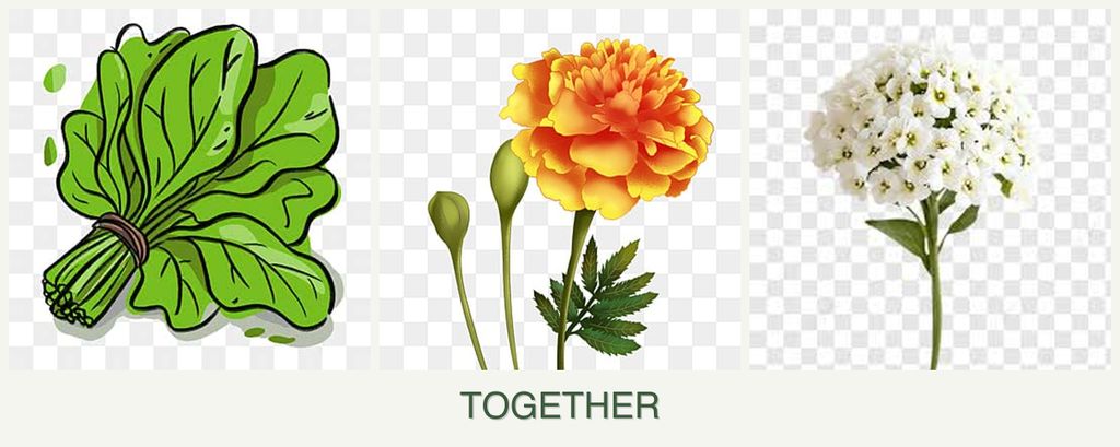 Can you plant spinach, marigolds and alyssum together?