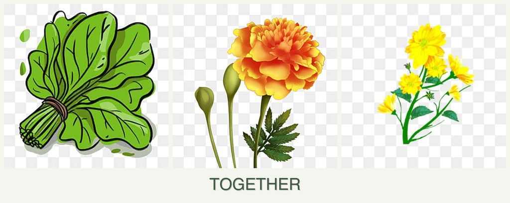 Can you plant spinach, marigolds and calendula together?