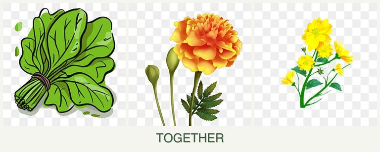Can you plant spinach, marigolds and calendula together?
