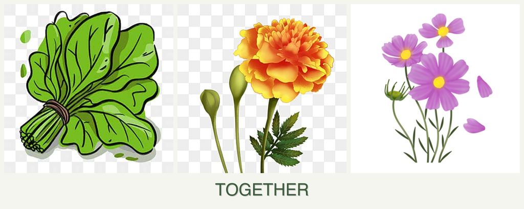 Can you plant spinach, marigolds and cosmos together?