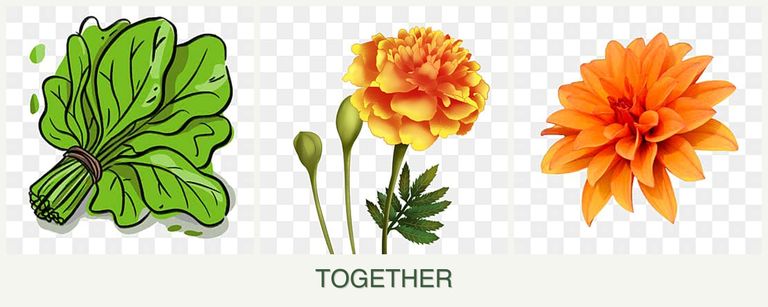Can you plant spinach, marigolds and dahlias together?