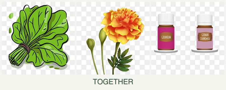 Can you plant spinach, marigolds and geraniums together?