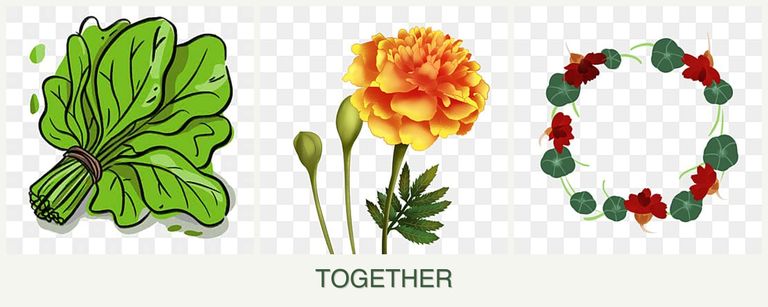 Can you plant spinach, marigolds and nasturtiums together?