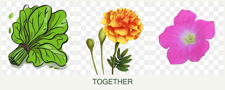 Can you plant spinach, marigolds and petunias together?