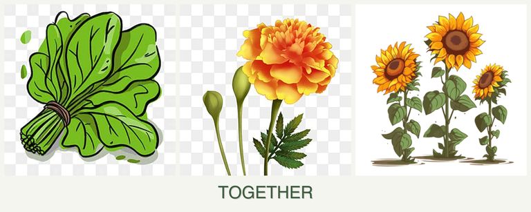 Can you plant spinach, marigolds and sunflowers together?