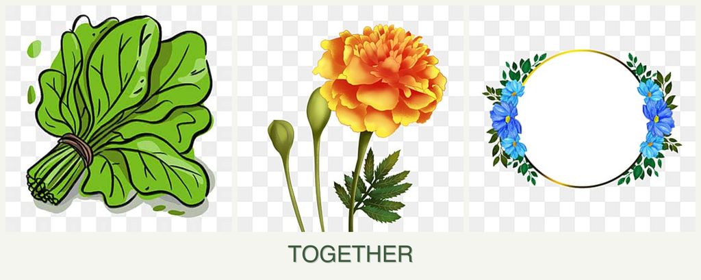 Can you plant spinach, marigolds and zinnias together?