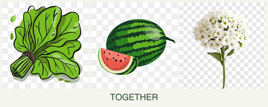 Can you plant spinach, melons and alyssum together?