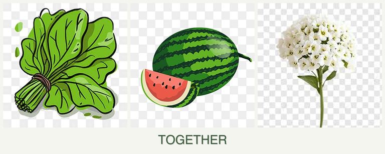 Can you plant spinach, melons and alyssum together?