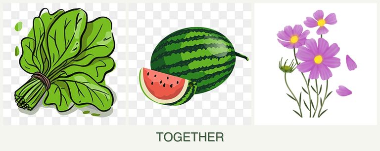 Can you plant spinach, melons and cosmos together?