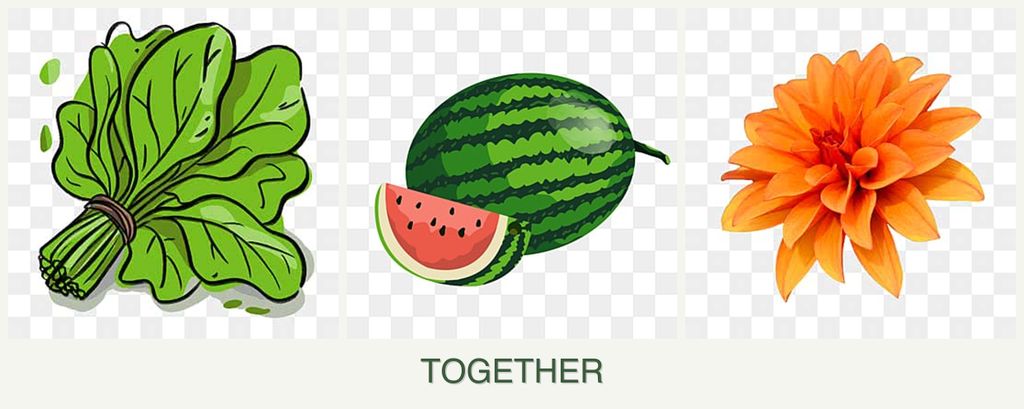 Can you plant spinach, melons and dahlias together?