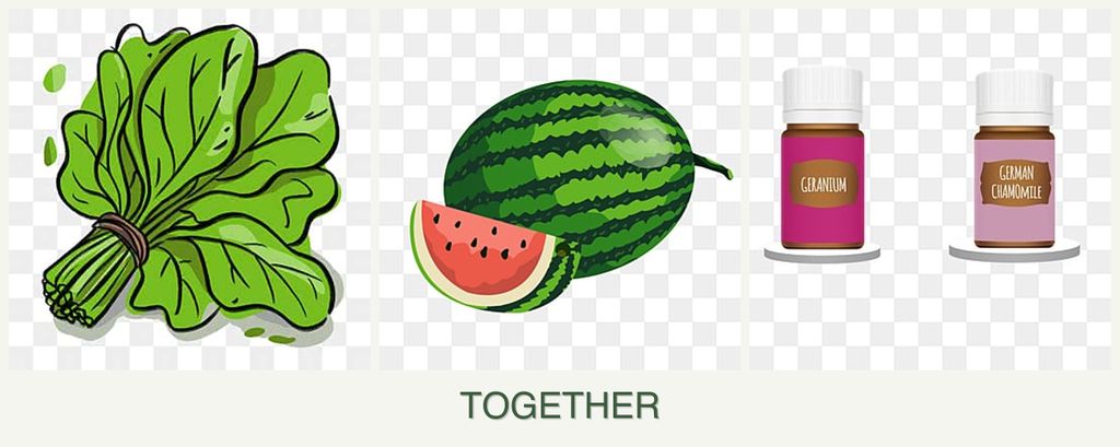 Can you plant spinach, melons and geraniums together?